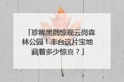珍稀黑鹳惊现云岗森林公园！丰台这片宝地藏着多少惊喜？