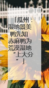 瓜州：湿地景美鸭先知 赤麻鸭为荒漠湿地“上大分”