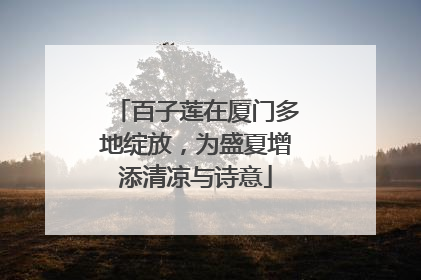 百子莲在厦门多地绽放，为盛夏增添清凉与诗意