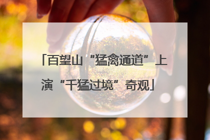 百望山“猛禽通道”上演“千猛过境”奇观