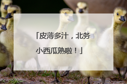 皮薄多汁，北务小西瓜熟啦！