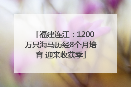 福建连江：1200万只海马历经8个月培育 迎来收获季