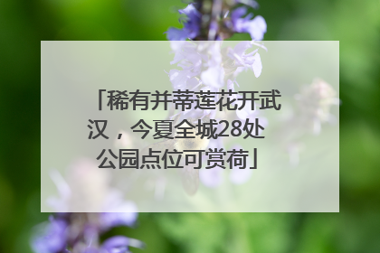 稀有并蒂莲花开武汉，今夏全城28处公园点位可赏荷