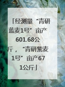 经测量“青研蓝麦1号”亩产601.68公斤，“青研紫麦1号”亩产671公斤