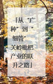从“广种”到“细管” 关岭枇杷产业的跃升之路