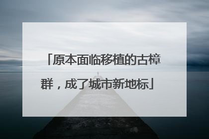 原本面临移植的古樟群，成了城市新地标
