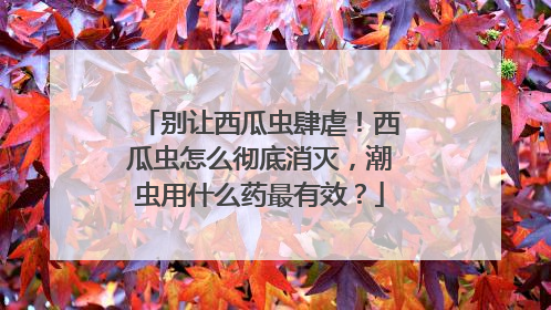 别让西瓜虫肆虐！西瓜虫怎么彻底消灭，潮虫用什么药最有效？