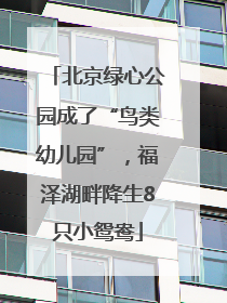北京绿心公园成了“鸟类幼儿园”，福泽湖畔降生8只小鸳鸯