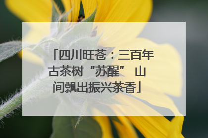四川旺苍：三百年古茶树“苏醒” 山间飘出振兴茶香