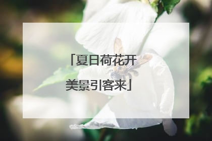 夏日荷花开 美景引客来