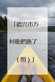德兴市万村枇杷熟了（图）