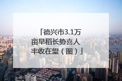 德兴市3.1万亩早稻长势喜人 丰收在望（图）