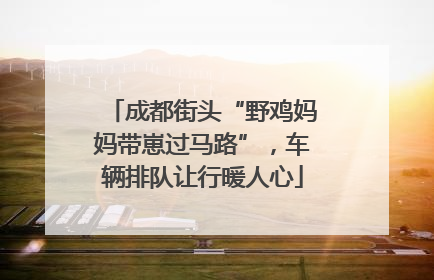 成都街头“野鸡妈妈带崽过马路”，车辆排队让行暖人心