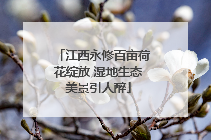 江西永修百亩荷花绽放 湿地生态美景引人醉