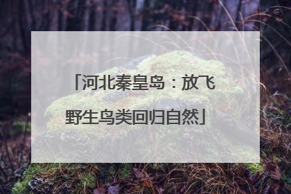 河北秦皇岛：放飞野生鸟类回归自然