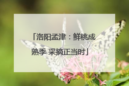 洛阳孟津：鲜桃成熟季 采摘正当时