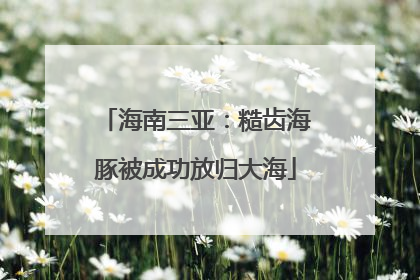 海南三亚：糙齿海豚被成功放归大海