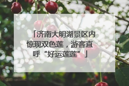 济南大明湖景区内惊现双色莲，游客直呼“好运莲莲”
