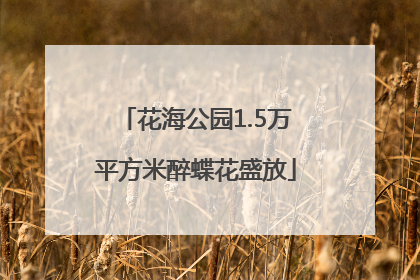 花海公园1.5万平方米醉蝶花盛放
