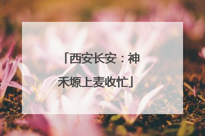 西安长安：神禾塬上麦收忙