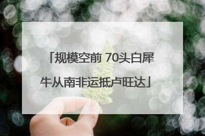 规模空前 70头白犀牛从南非运抵卢旺达