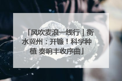 风吹麦浪一线行｜衡水冀州：开镰！科学种植 奏响丰收序曲