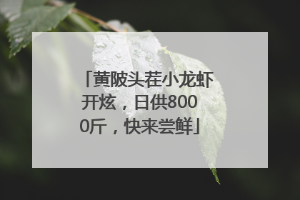 黄陂头茬小龙虾开炫，日供8000斤，快来尝鲜