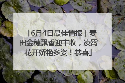 6月4日最佳情报｜麦田金穗飘香迎丰收，凌霄花开娇艳多姿！恭喜